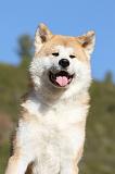 AKITA INU 046